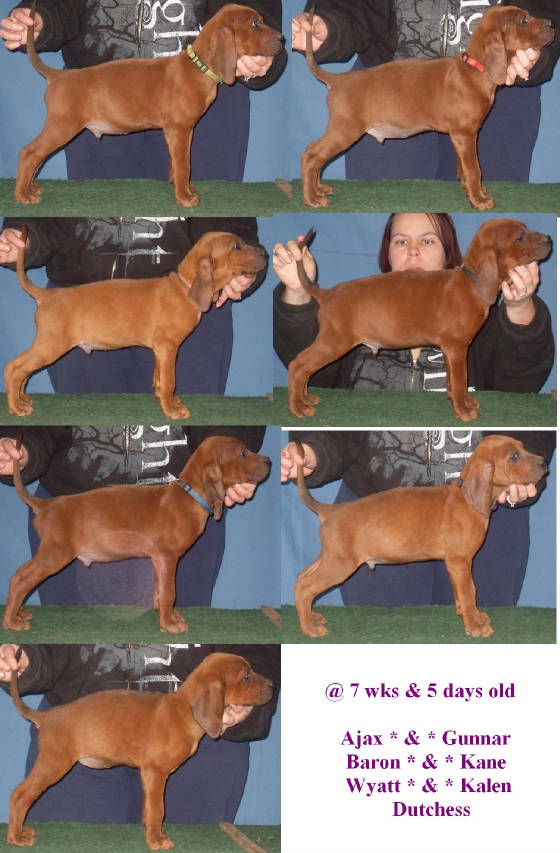 dxtpups8wks.jpg